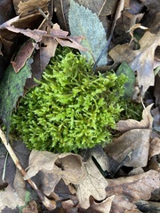 Homalothecium fulgescens