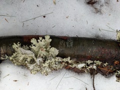 Platismatia tuckermanii