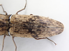 Cryptalaus nesiotes