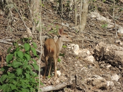 Odocoileus pandora