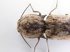 Cryptalaus nesiotes