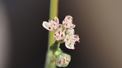 Eriogonum deflexum deflexum