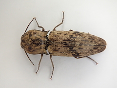 Cryptalaus nesiotes