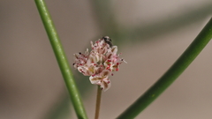 Eriogonum deflexum deflexum