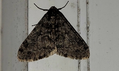 Phigalia denticulata