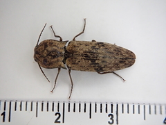 Cryptalaus nesiotes