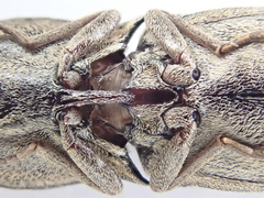 Cryptalaus nesiotes