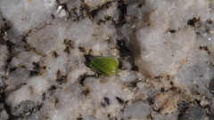 Johnstonella holoptera