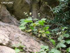 Eupatoriastrum corvi