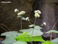 Eupatoriastrum corvi