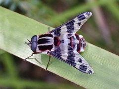 Pelecorhynchus nigripennis