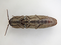 Cryptalaus nesiotes