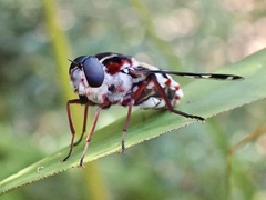 Pelecorhynchus nigripennis