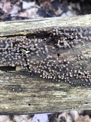 Helicogloea compressa