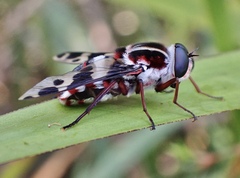 Pelecorhynchus nigripennis
