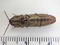 Cryptalaus nesiotes