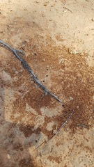 Opisthopsis rufithorax