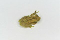 Dendropsophus branneri