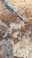 Opisthopsis rufithorax