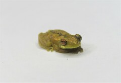 Dendropsophus branneri