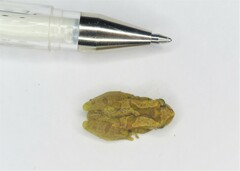 Dendropsophus branneri