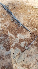 Opisthopsis rufithorax