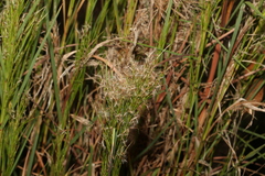 Schizachyrium microstachyum