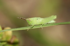 Catantopinae