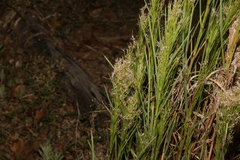 Schizachyrium microstachyum