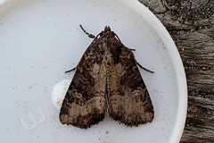 Mesapamea fractilinea