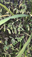 Euphorbia graminea