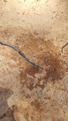 Opisthopsis rufithorax