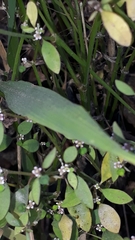 Euphorbia graminea