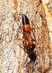 Opisthopsis rufithorax