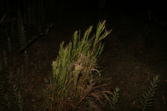 Schizachyrium microstachyum