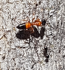 Opisthopsis rufithorax