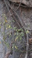 Euphorbia graminea