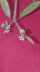 Euphorbia graminea