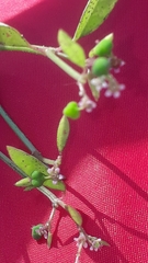 Euphorbia graminea