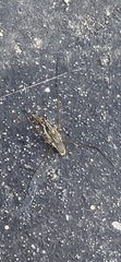 Limnogonus