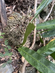Anthurium crenatum