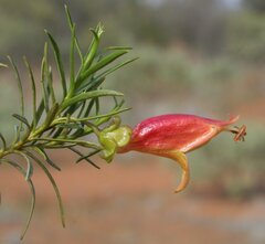Eremophila linearis
