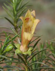 Eremophila linearis