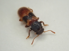 Thriocerodes