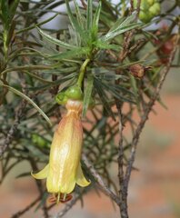 Eremophila linearis