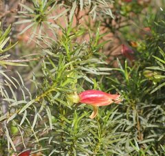 Eremophila linearis