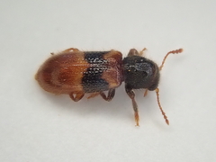 Thriocerodes