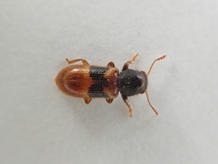 Thriocerodes