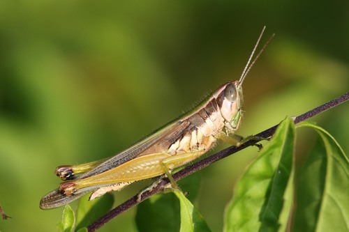 Spine-kneed Grasshopper