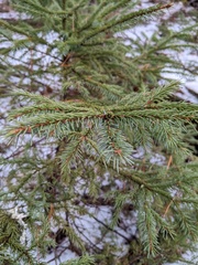 Picea rubens